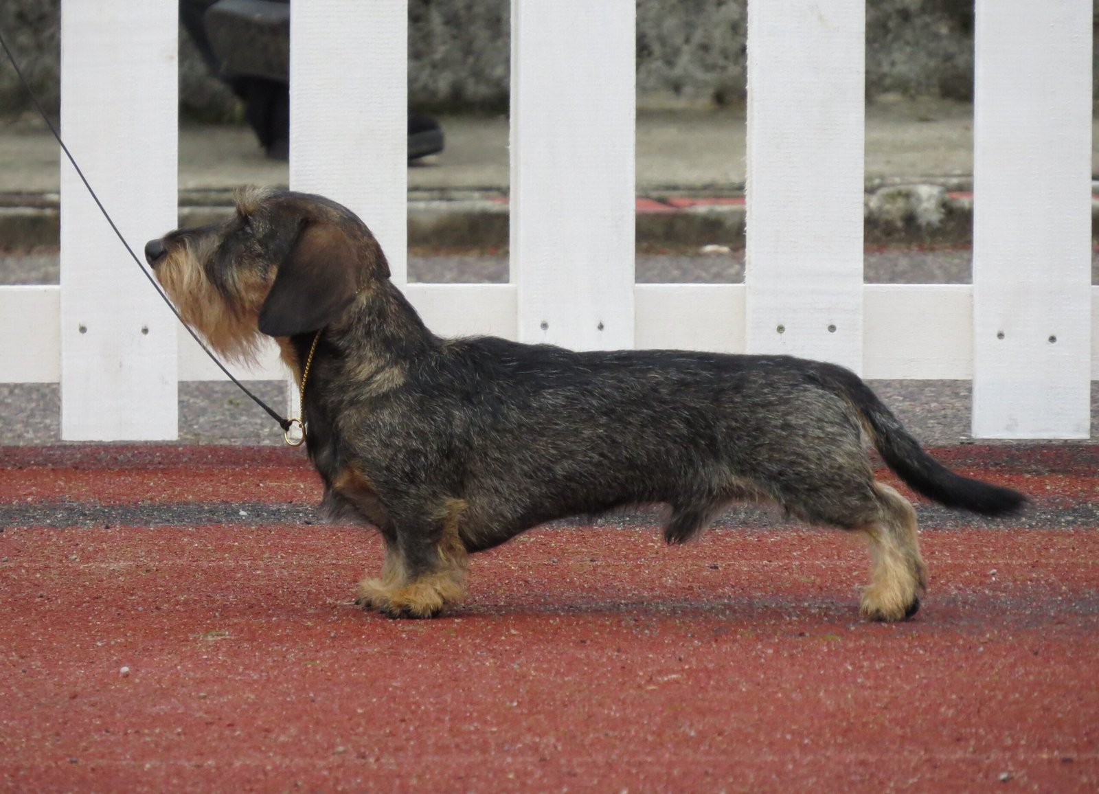 Miniature Dachshund (image credits: wikimedia)