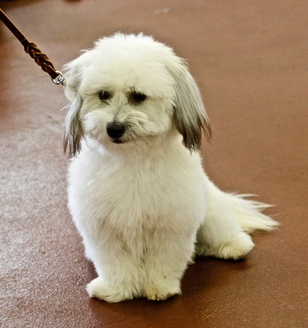 Coton de Tulear (image credits: wikimedia)