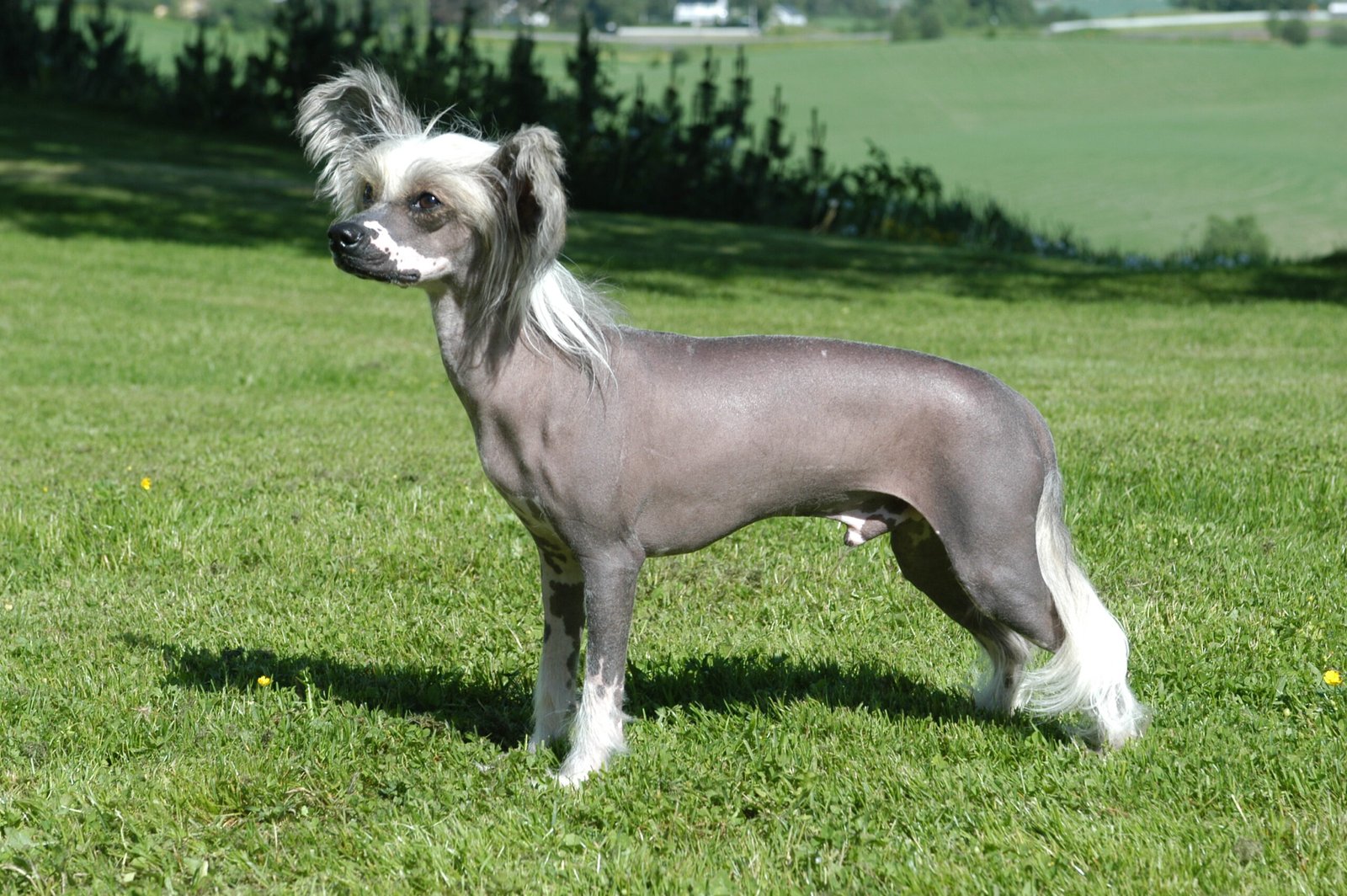 Chinese Crested (image credits: wikimedia)