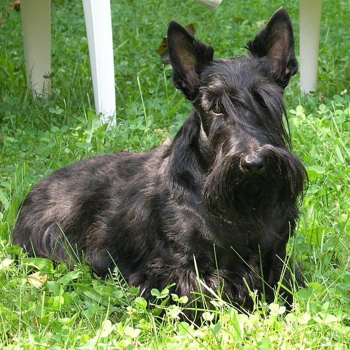 Scottish Terrier (image credits: wikimedia)