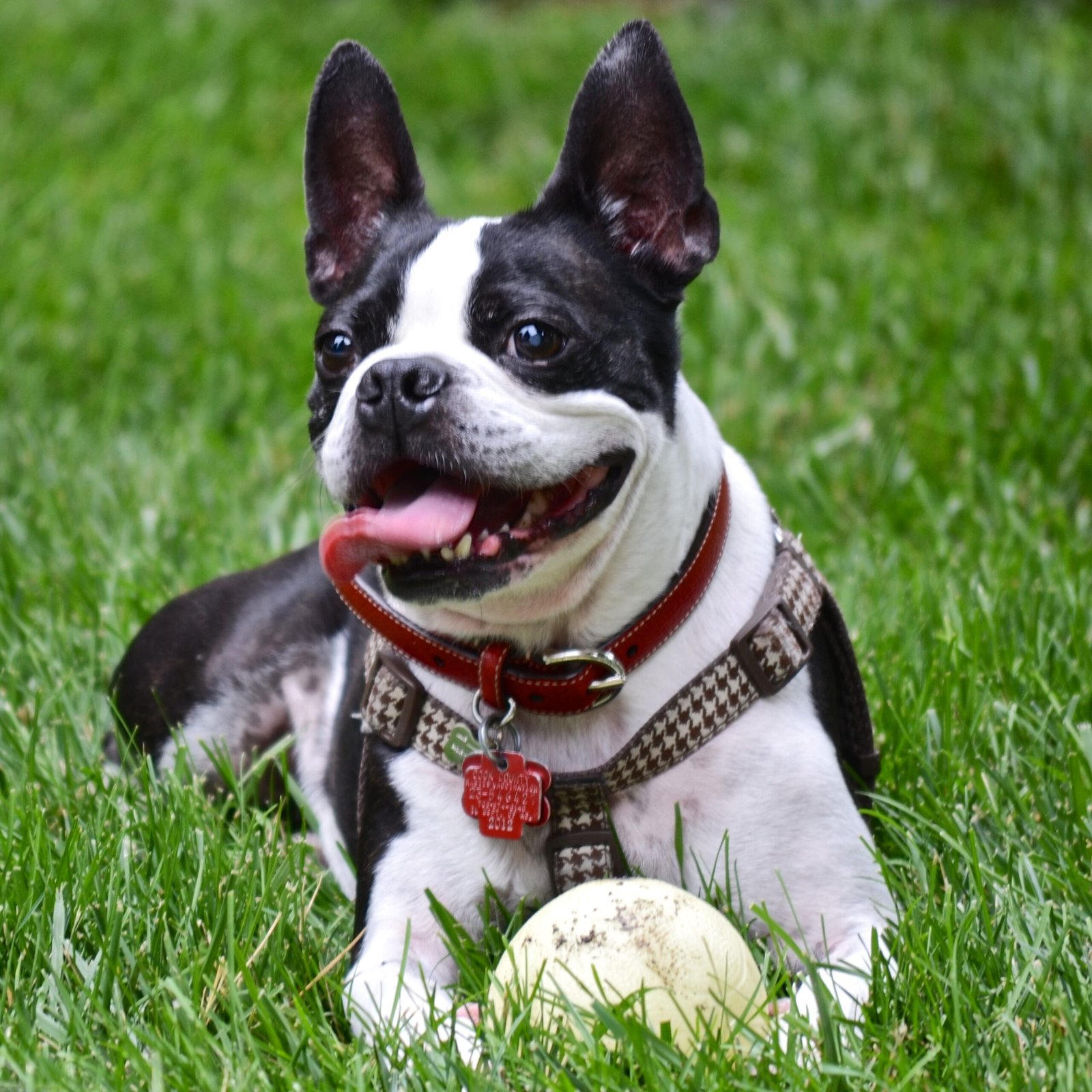 Boston Terrier: The Charming Entertainer (image credits: wikimedia)