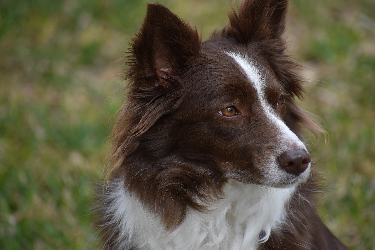 Border Collie: The Silent Strategist (image credits: pixabay)