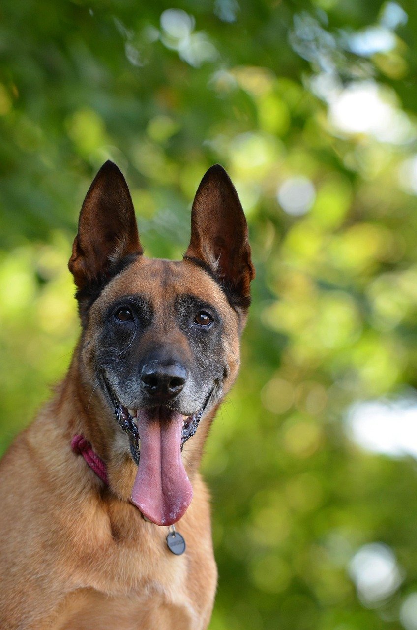 Belgian Malinois: The Professional Confidant (image credits: pixabay)