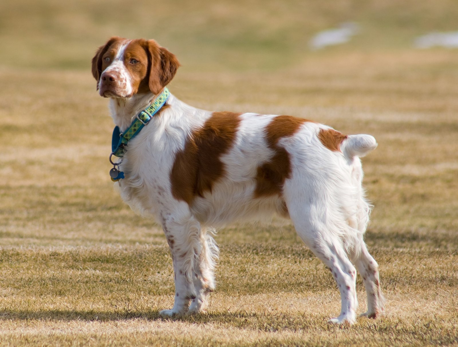 Brittany Spaniel (image credits: wikimedia)