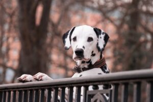 20 Adorable Dog Breeds That Deserve More Than A Busy Owner