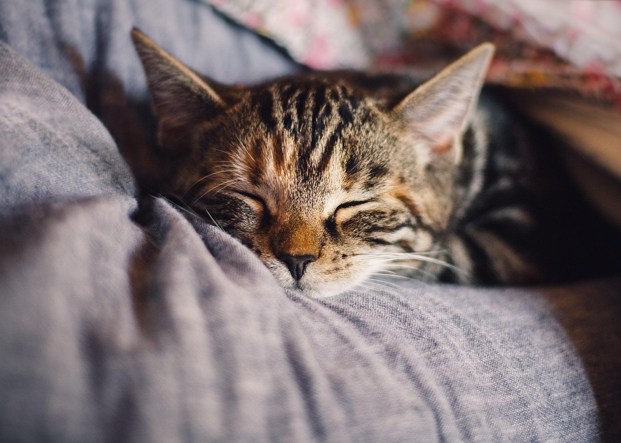 Purring in Your Presence: A Heartfelt Thank You (image credits: pixabay)