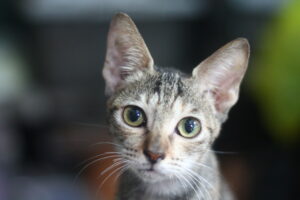 6 Ways Your Cat Expresses Gratitude—and 6 Ways They're Just Manipulating You
