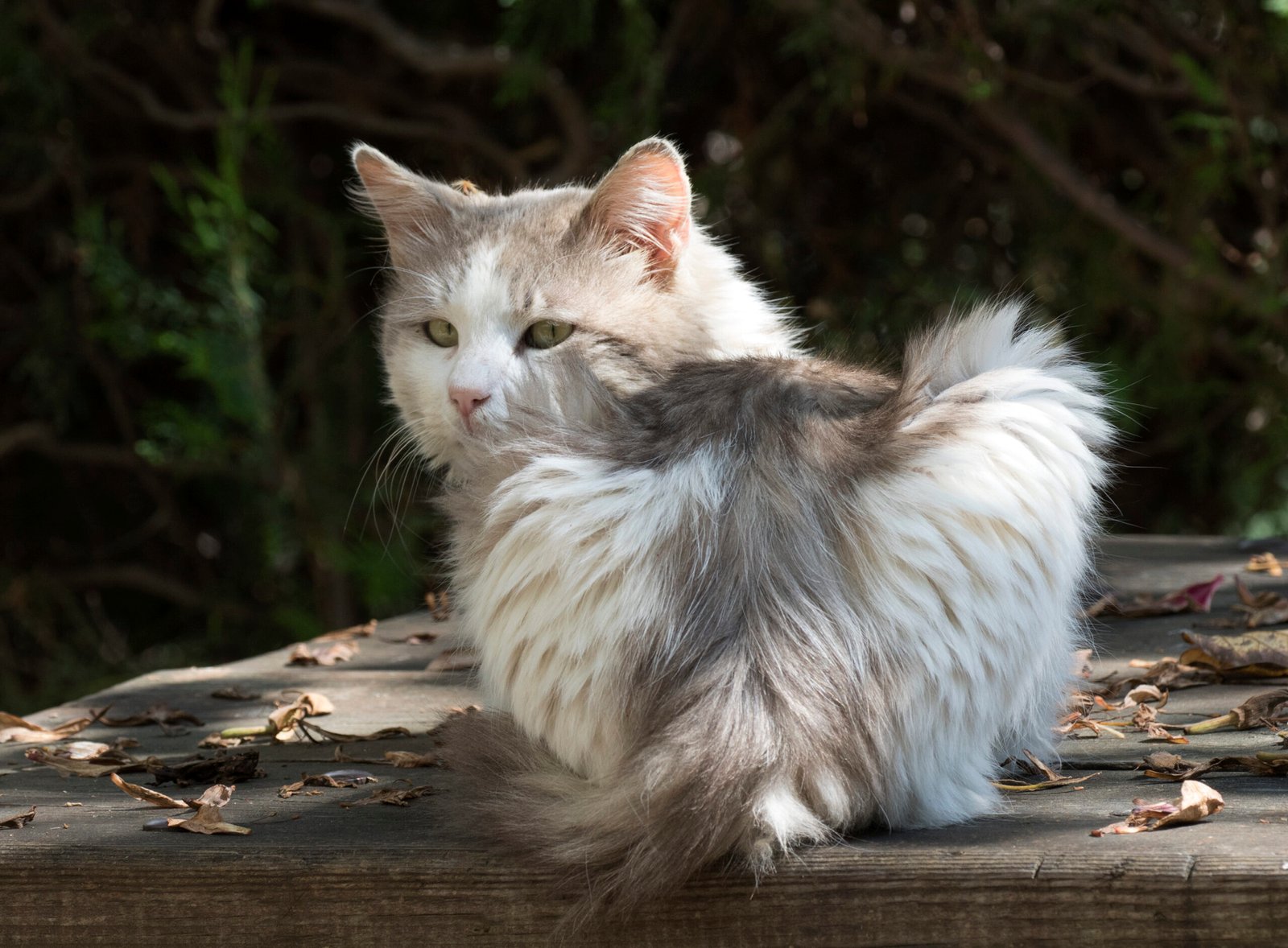 Sitting With Their Back to You (image credits: wikimedia)