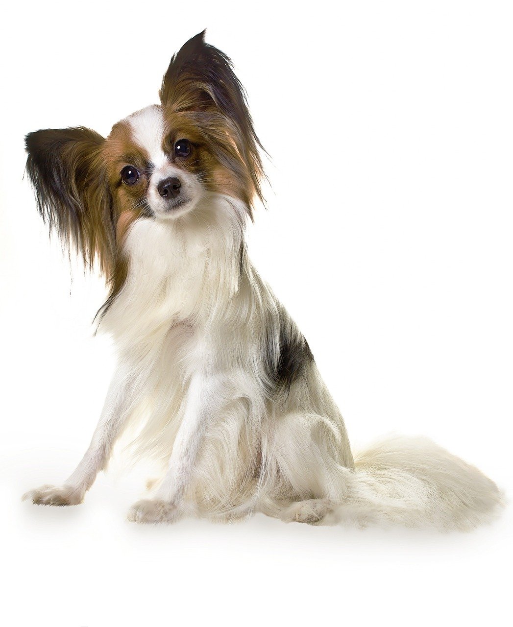 Papillon: The Playful Butterfly Dog (image credits: pixabay)