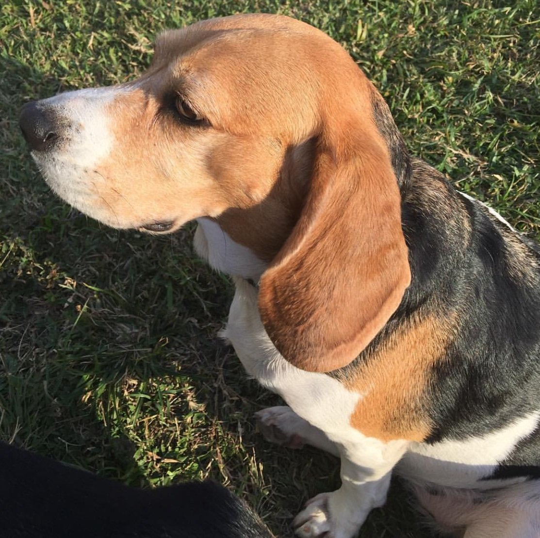 Beagle: Curious, Social, and Gentle (image credits: wikimedia)