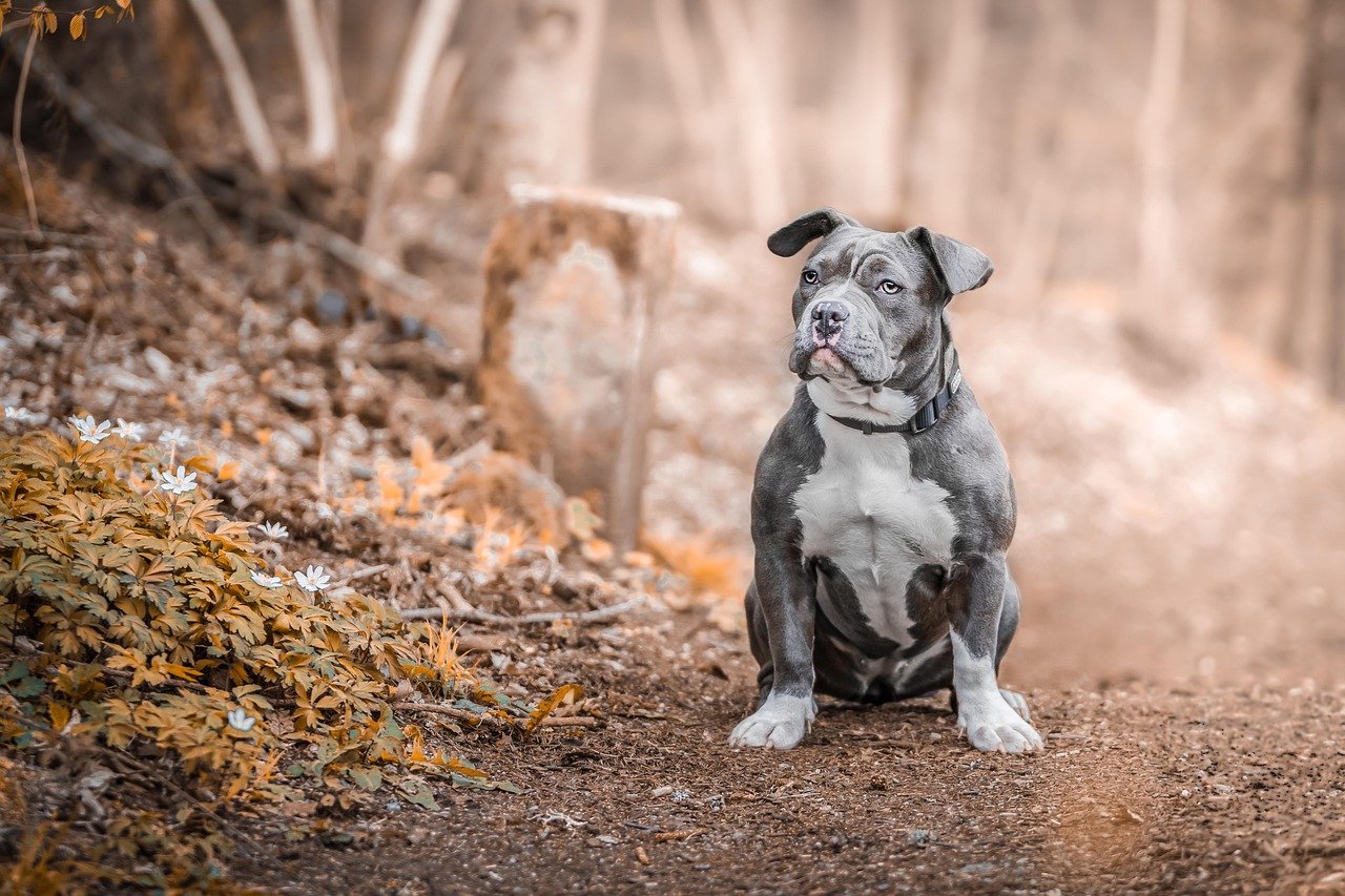 Staffordshire Bull Terrier: Routine for Reassurance (image credits: pixabay)