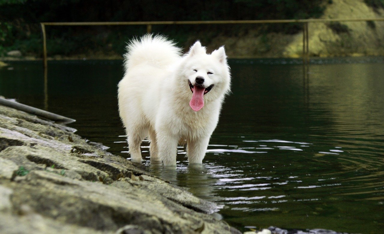 Samoyed: Happy in Harmony (image credits: pixabay)