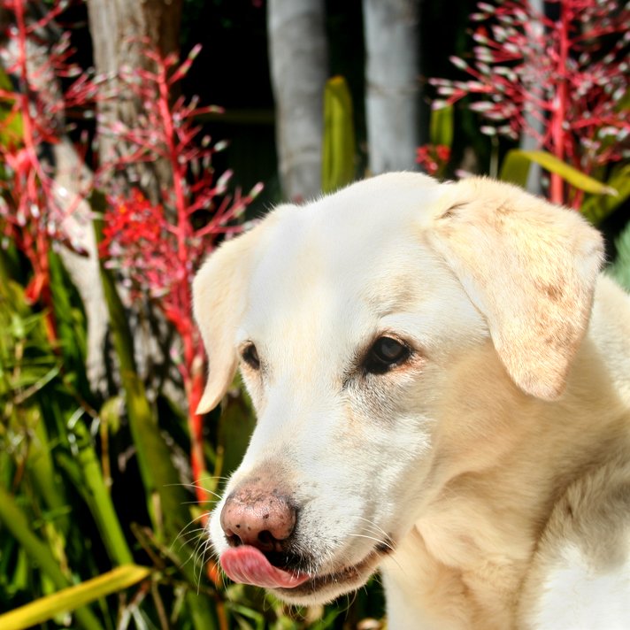 19. Lip Licking and Nose Licking (image credits: wikimedia)