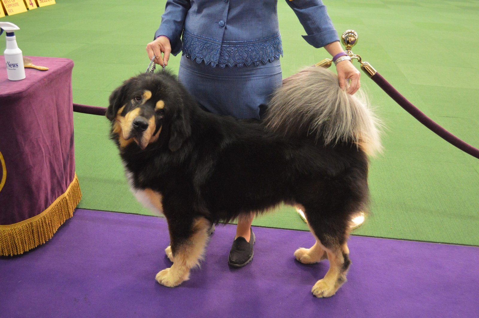 Tibetan Mastiff: The Ancient Protector (image credits: wikimedia)