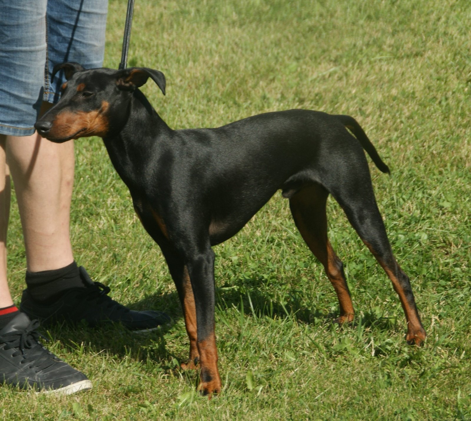 Manchester Terrier: The Spirited Thinker (image credits: wikimedia)