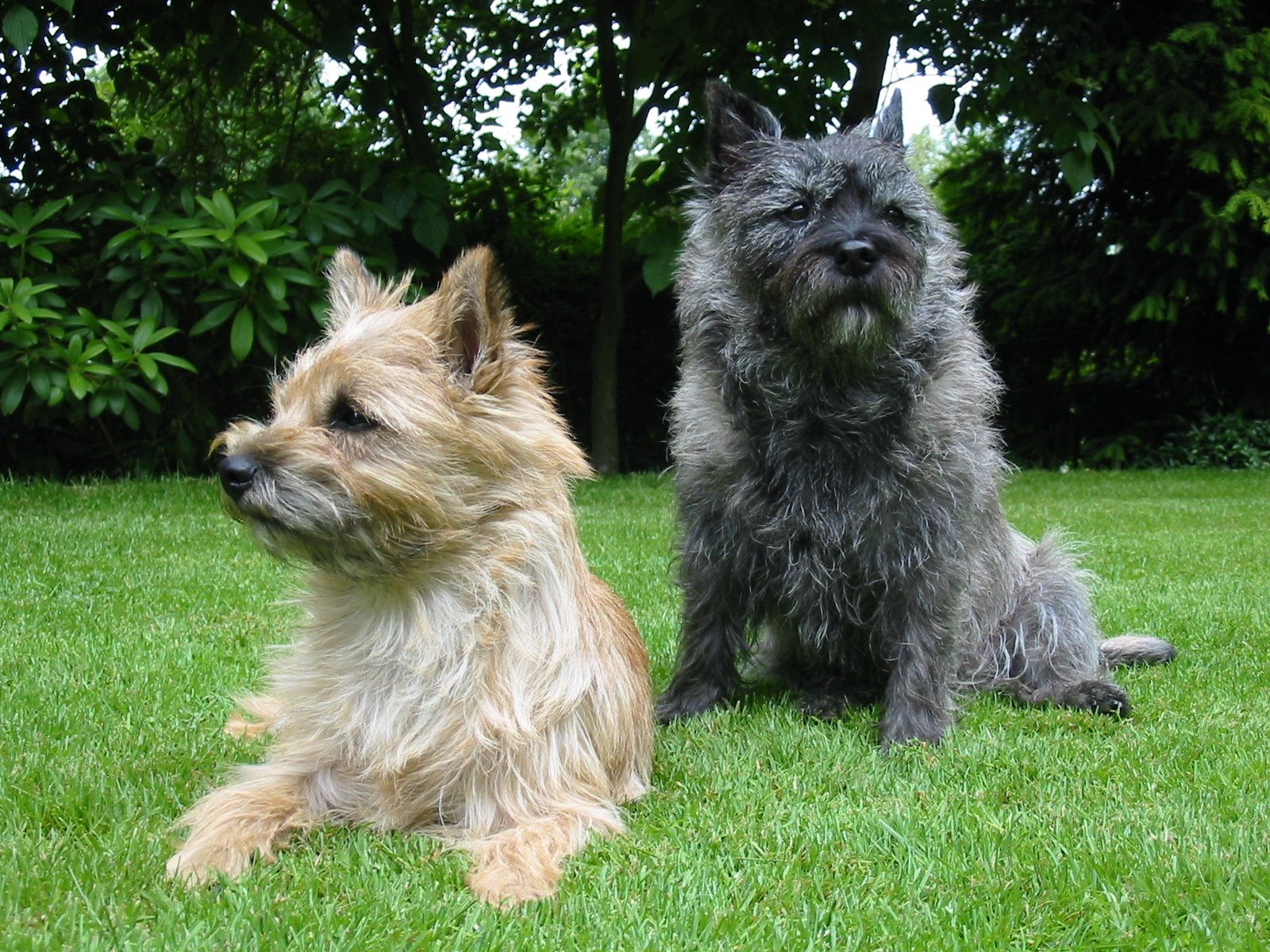 Cairn Terrier: The Bold Adventurer (image credits: wikimedia)