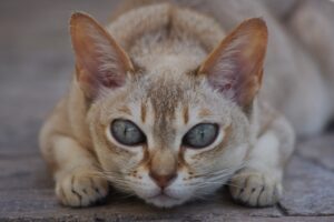 12 Cat Breeds Known for Their Mysterious Personalities