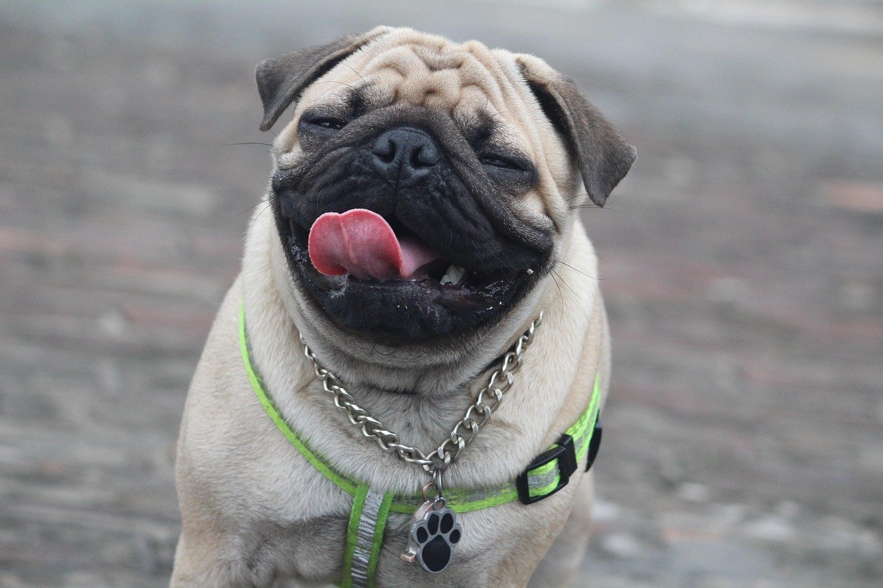 6. Pug: The Master of Funny Faces (image credits: pixabay)
