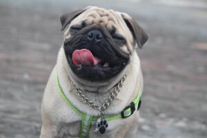 15 Dog Breeds Known for Their Humor (and Their Funniest Habits Revealed)