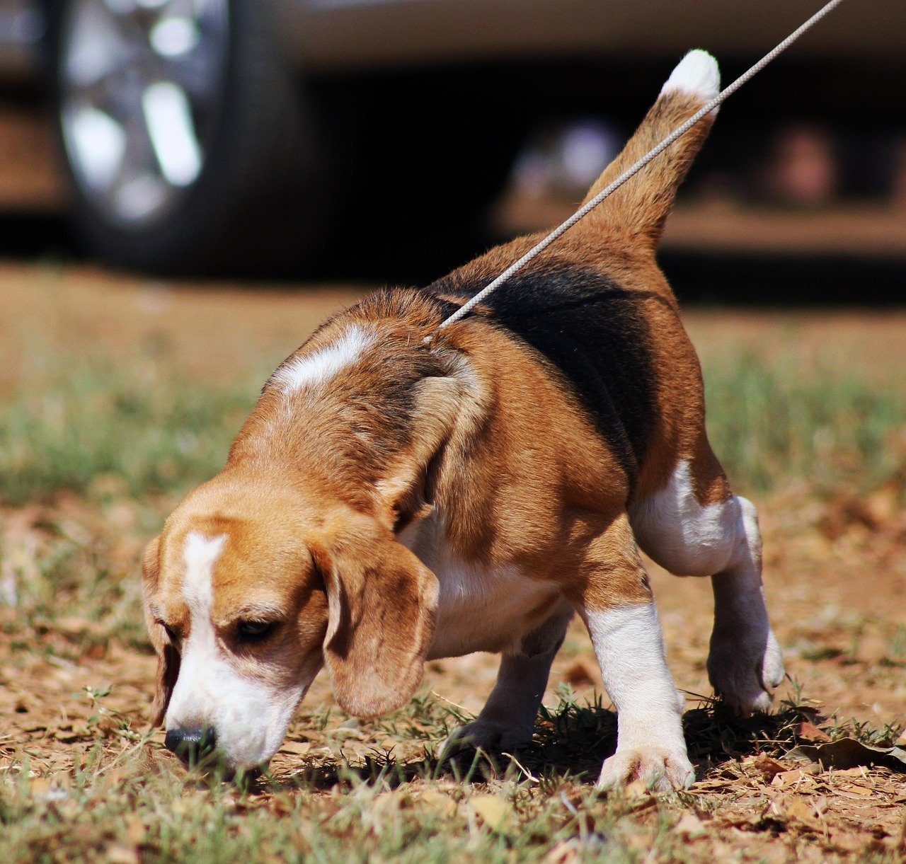 Beagle: The Nose That Knows (image credits: pixabay)