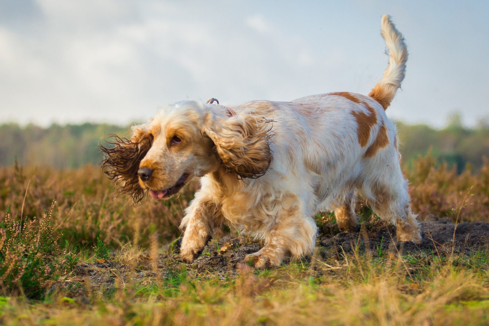 Cocker Spaniel: The Gentle Sniffer (image credits: wikimedia)