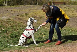 15 Unexpected Ways Dogs Pick Their Favorite Human