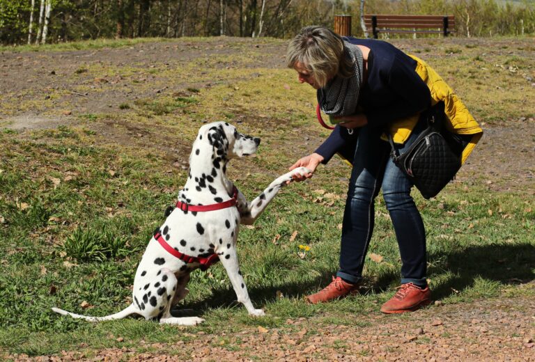 15 Unexpected Ways Dogs Pick Their Favorite Human