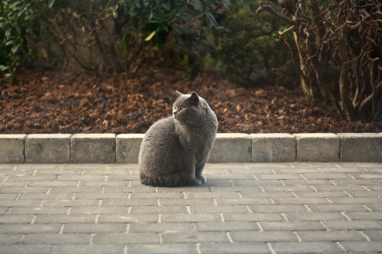 British Shorthair: The Calm Observer (image credits: wikimedia)