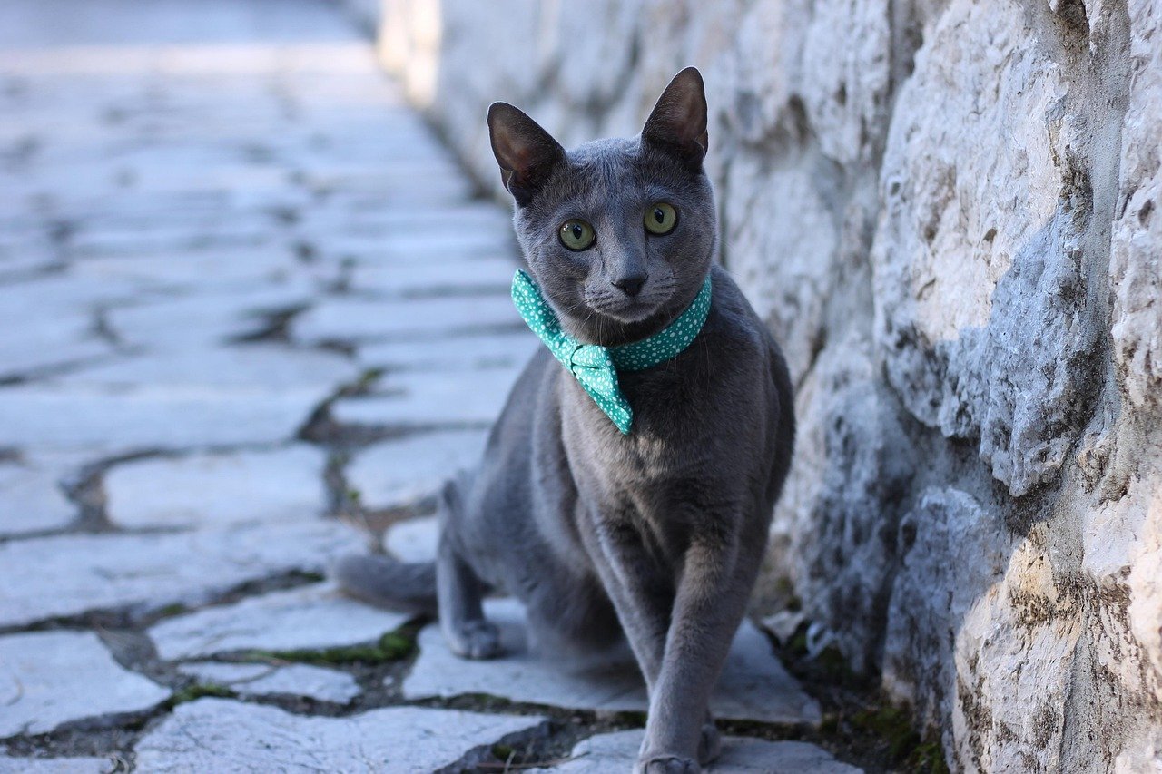 Russian Blue: The Quiet Supporter (image credits: pixabay)