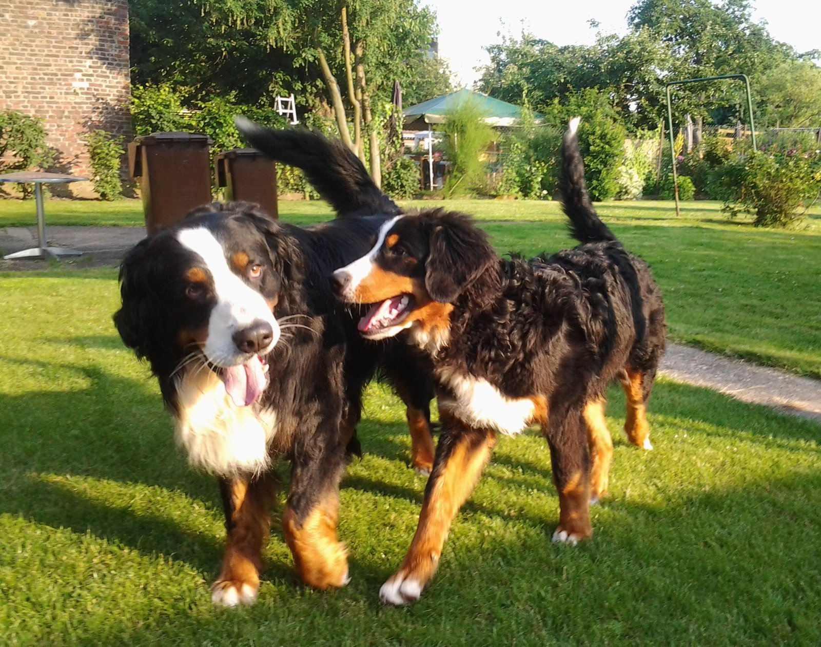 Is a Bernese Mountain Dog Good with Kids? (image credits: wikimedia)