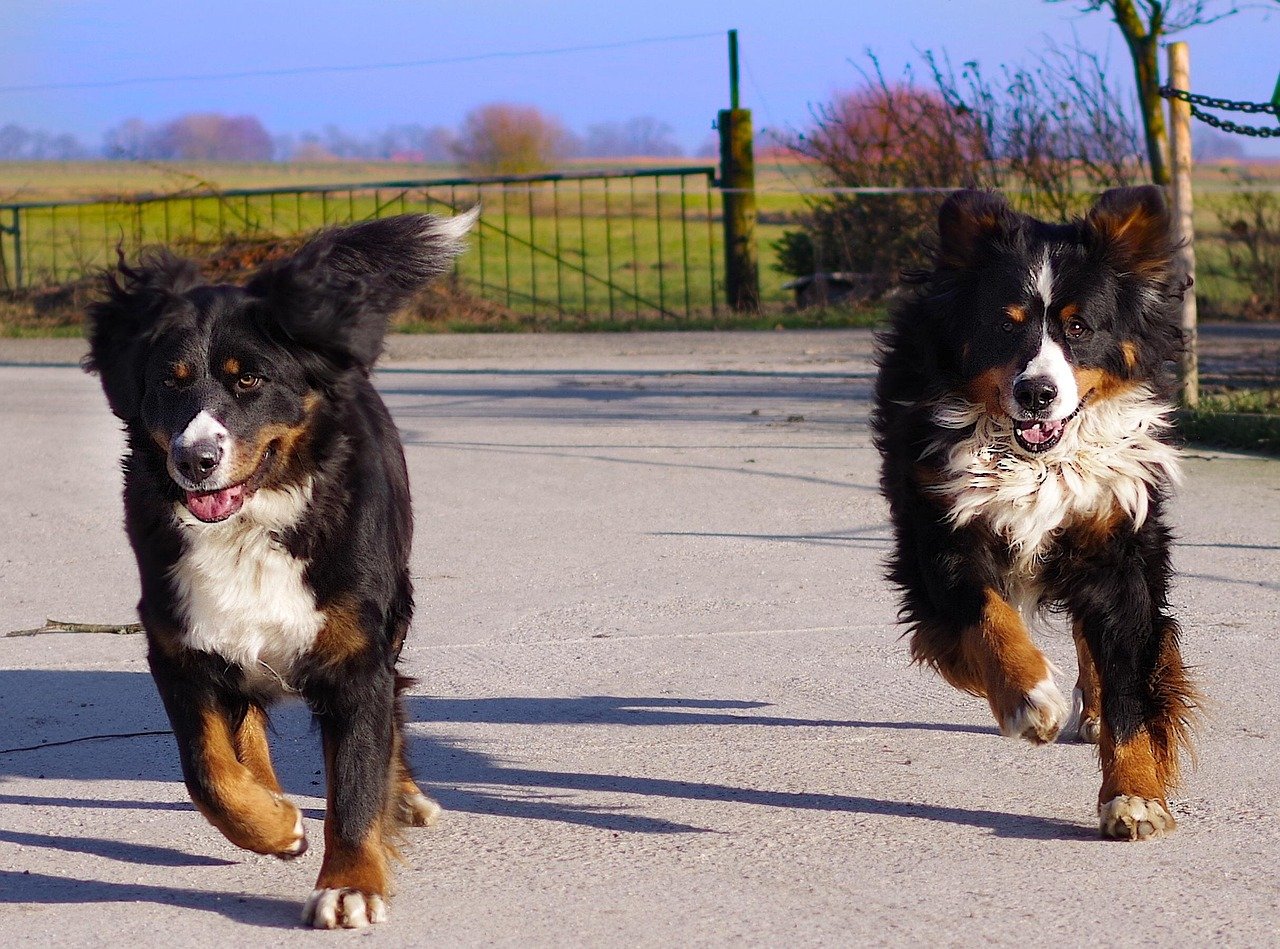 Exercise Needs: Keeping Up with an Energetic Companion (image credits: pixabay)