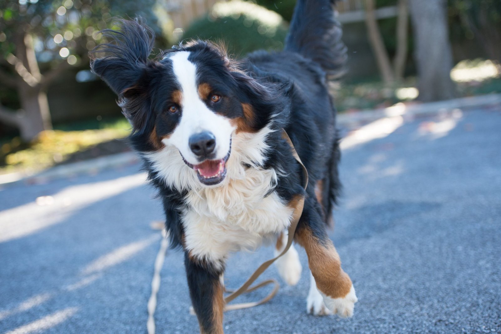 Training: Eager to Please but Sensitive (image credits: wikimedia)