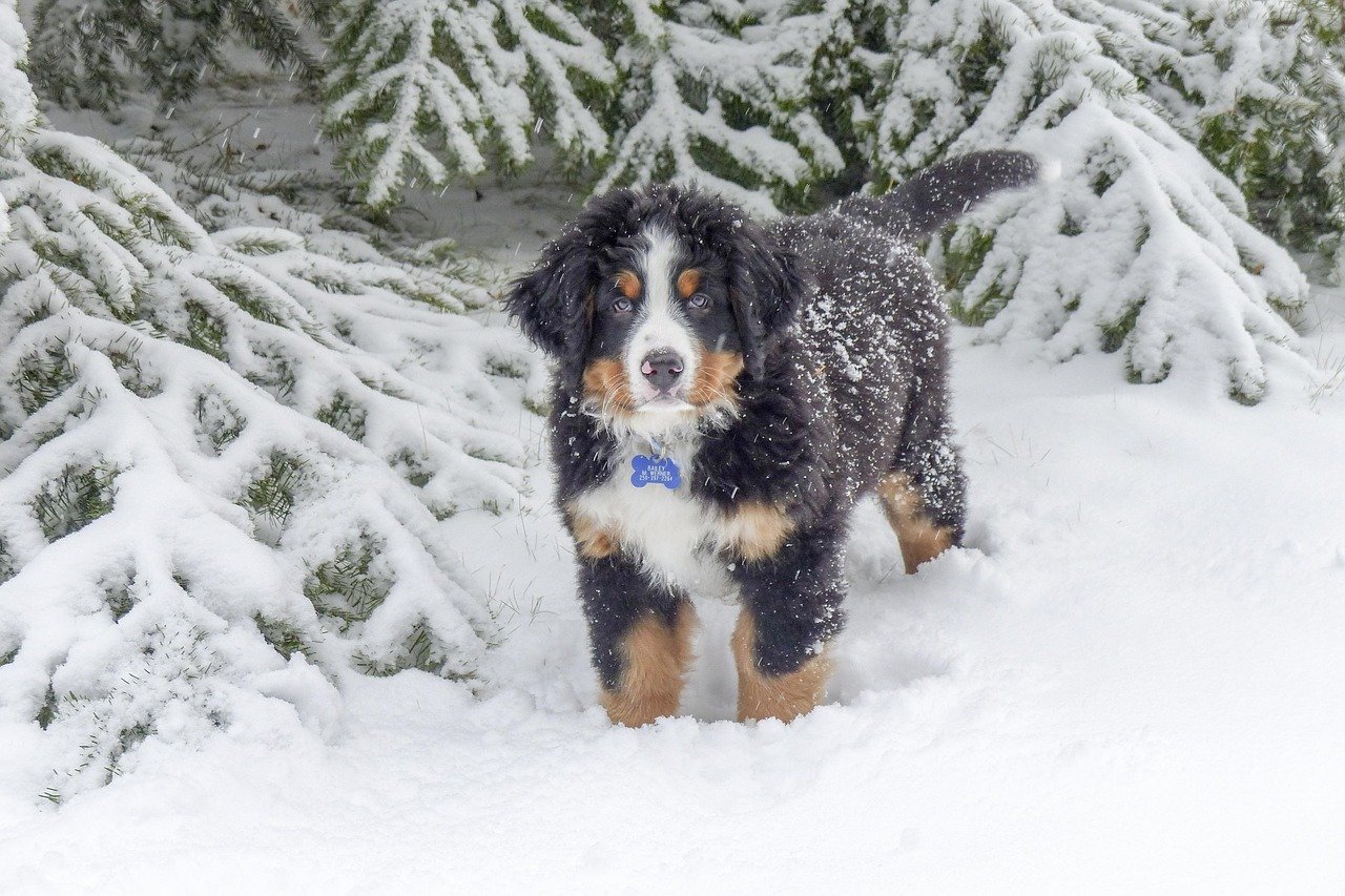 Are Bernese Mountain Dogs Right for Your Family? (image credits: pixabay)