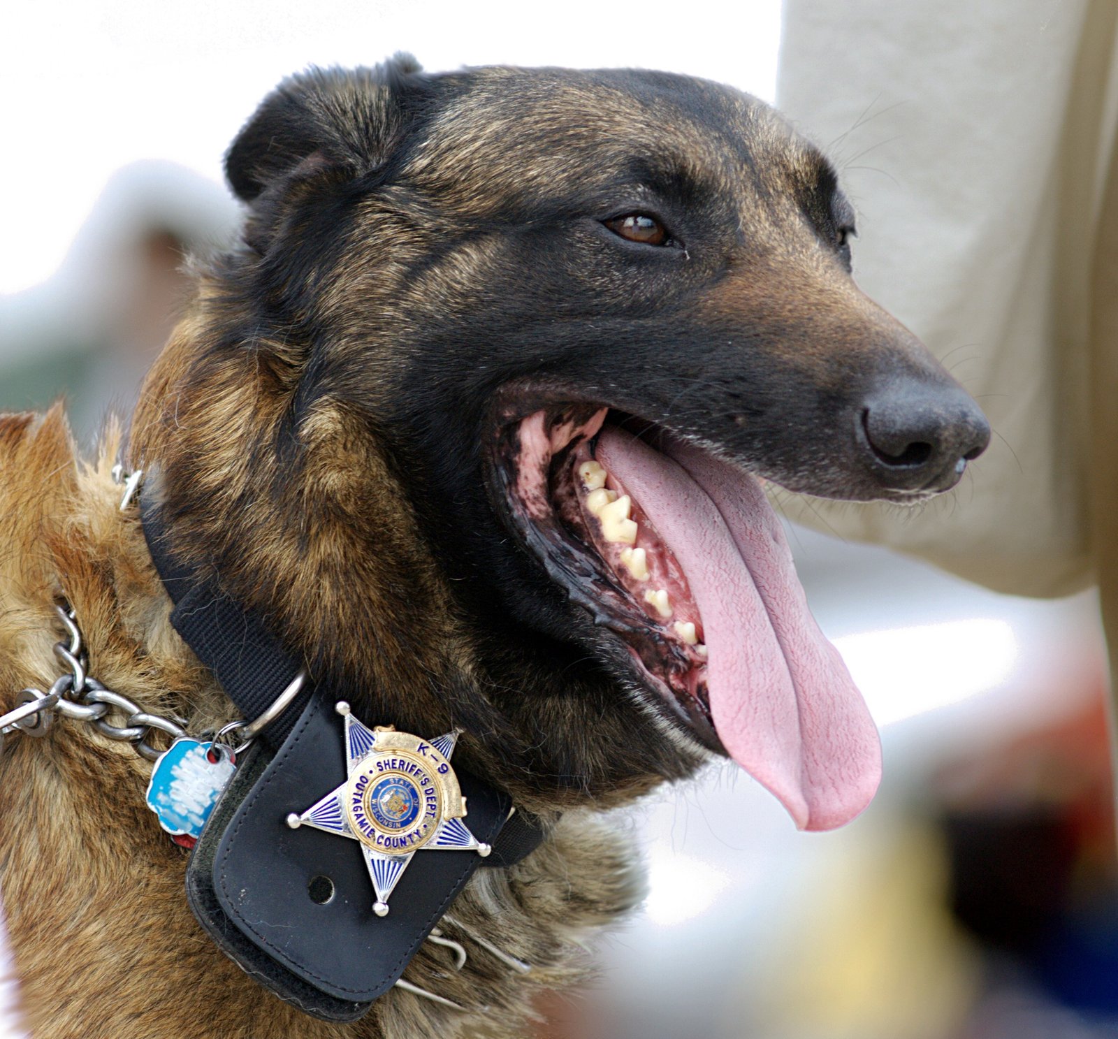Real-World Examples: Malinois in Action (image credits: wikimedia)