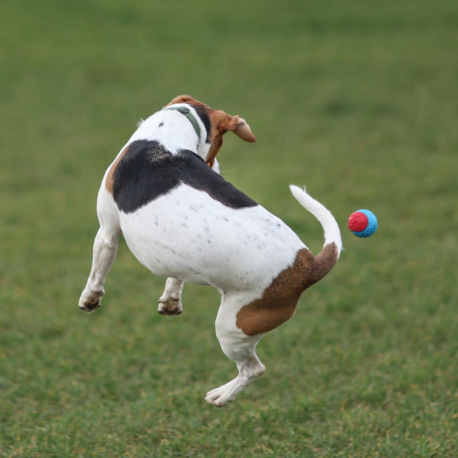 Savoring Playtime Together (image credits: wikimedia)
