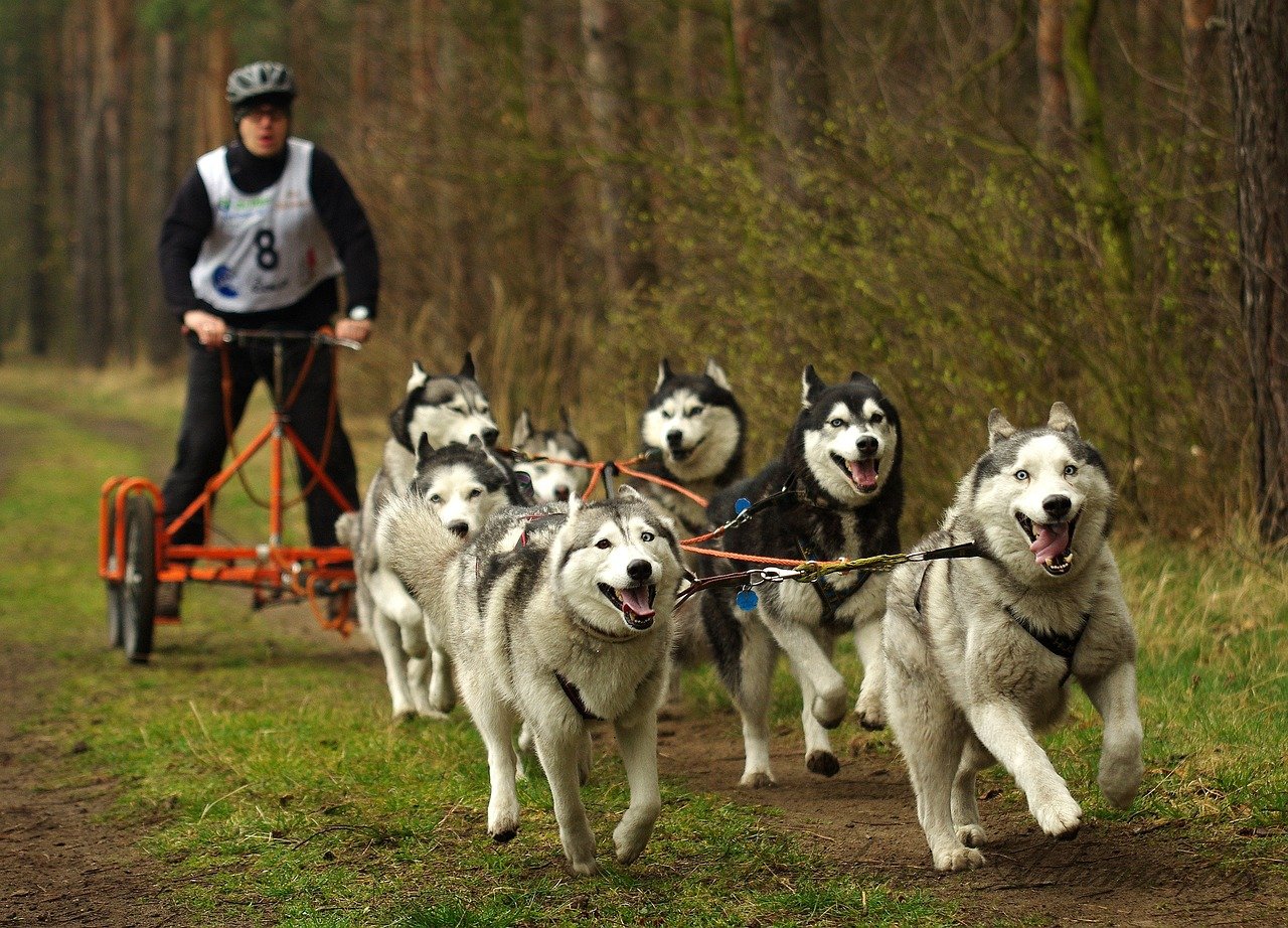 Siberian Husky – The Born Sled Dog (image credits: pixabay)