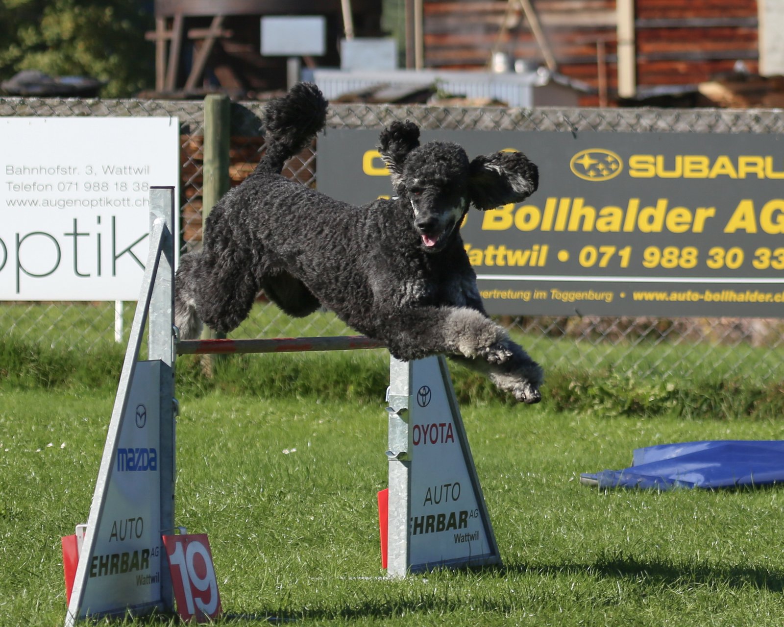 Poodle – The Clever Performer (image credits: wikimedia)