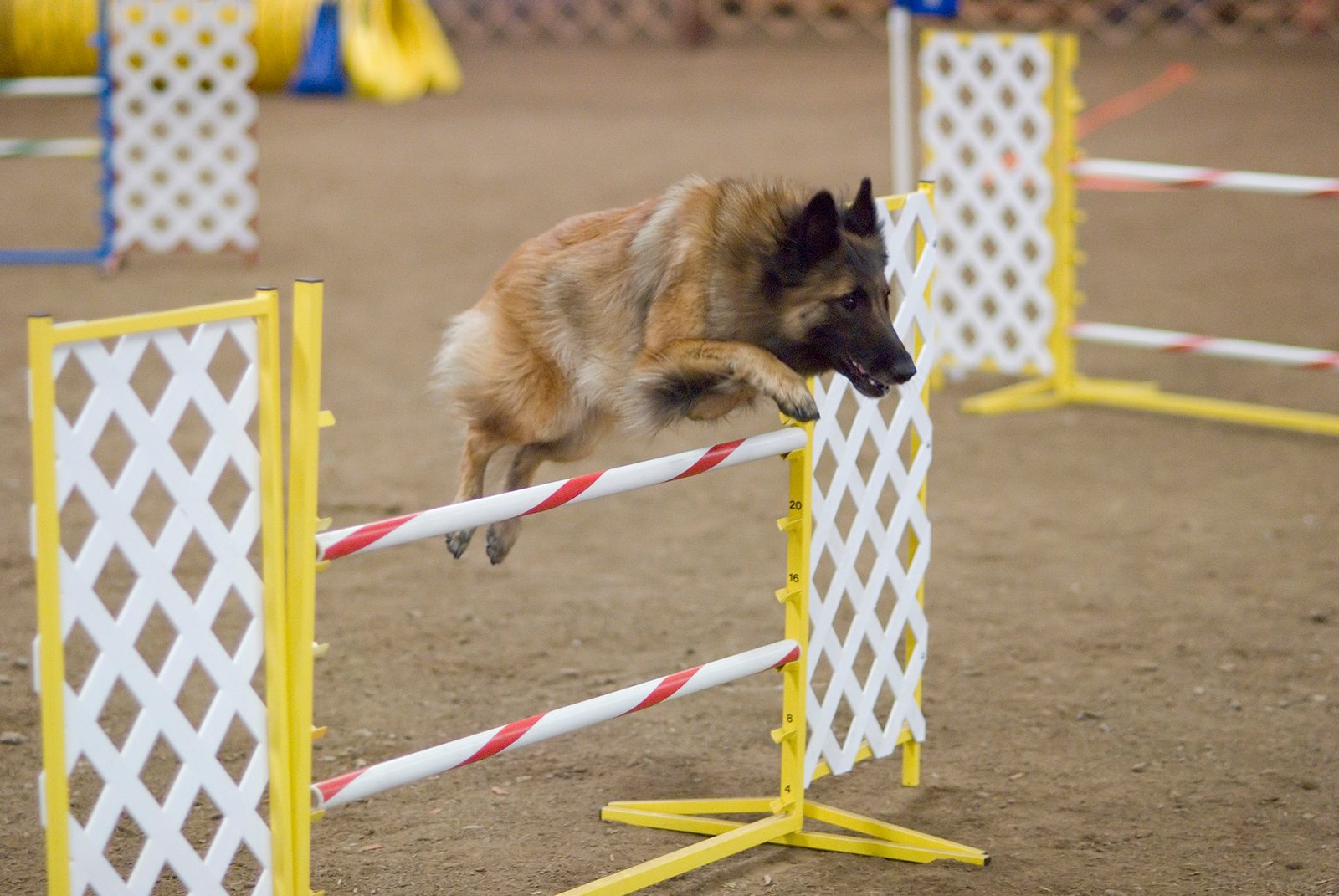Belgian Tervuren – The Agile Athlete (image credits: wikimedia)