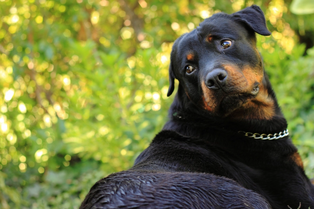 Rottweiler – The Loyal Worker (image credits: rawpixel)