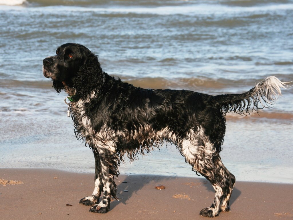 English Springer Spaniel – The Tireless Flusher (image credits: wikimedia)