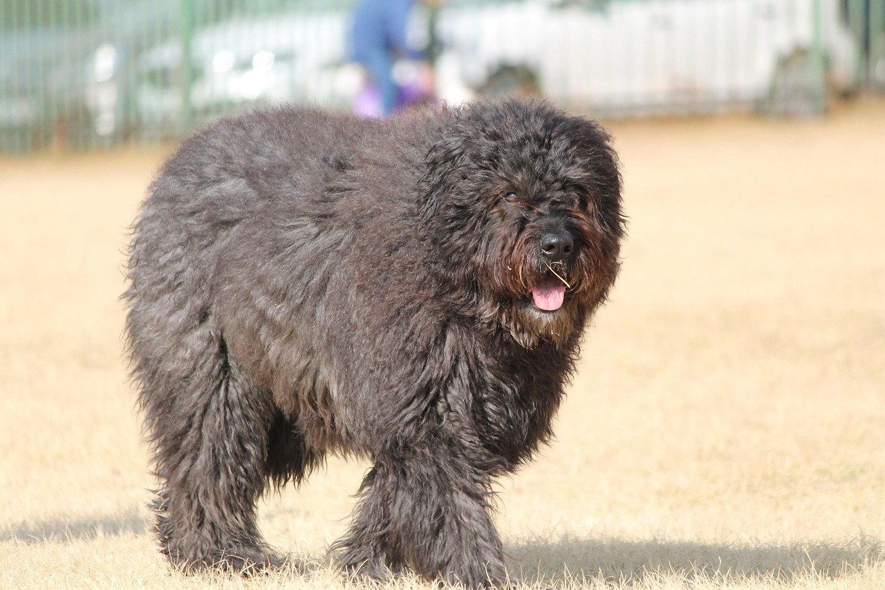 Bouvier des Flandres – The Sturdy All-Purpose Worker (image credits: pixabay)