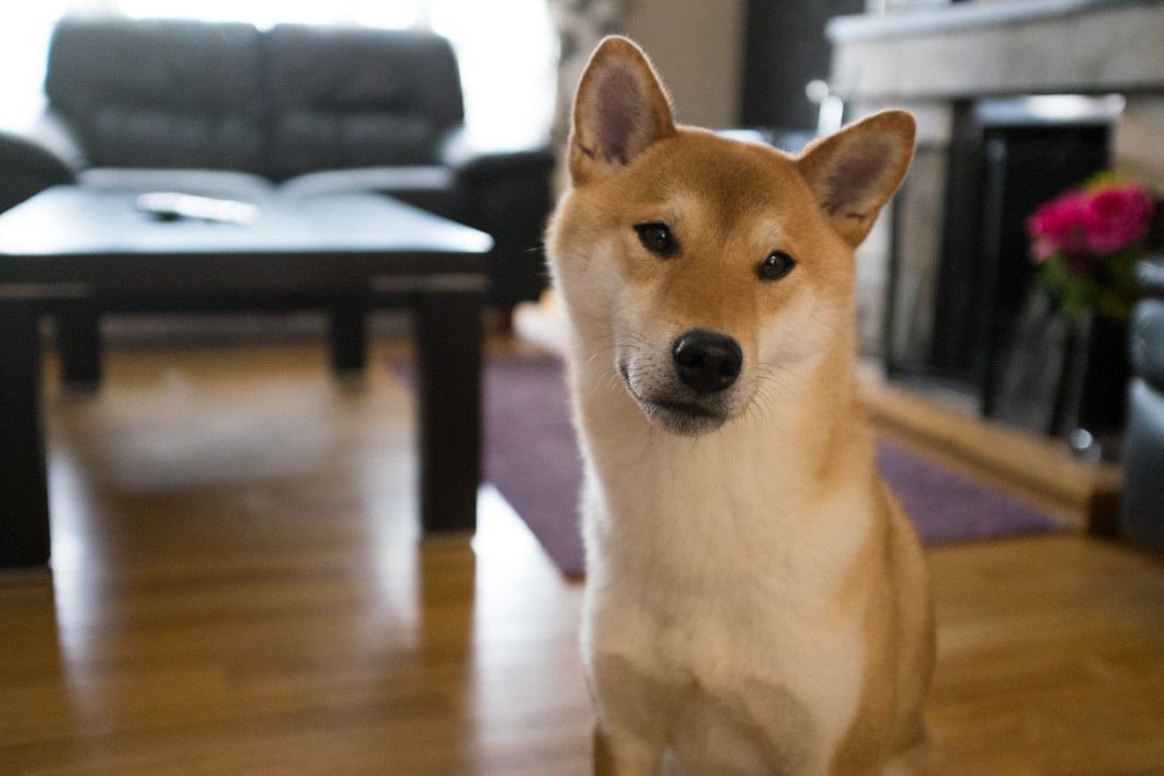 Your Dog Seeks You Out After Waking (image credits: wikimedia)