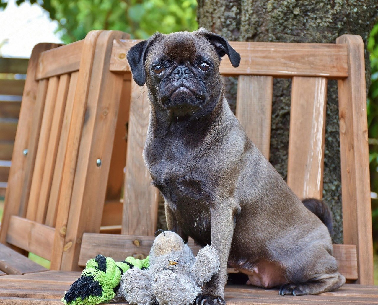Acting Extra Obedient When It Suits Them (image credits: pixabay)