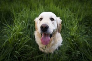 How a Dog Breed’s Calmness Soothes Stressful Days