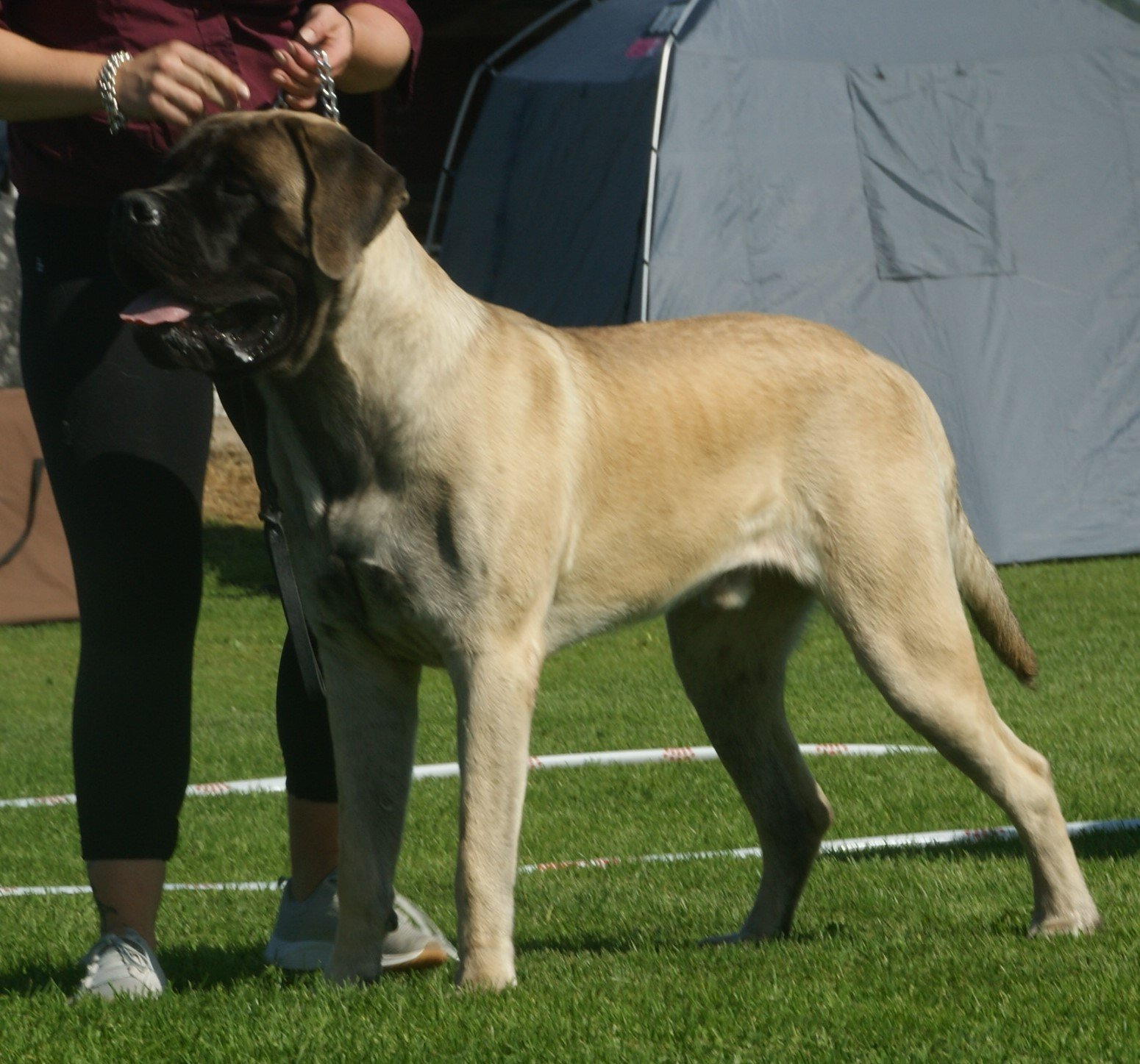 English Mastiff (image credits: wikimedia)