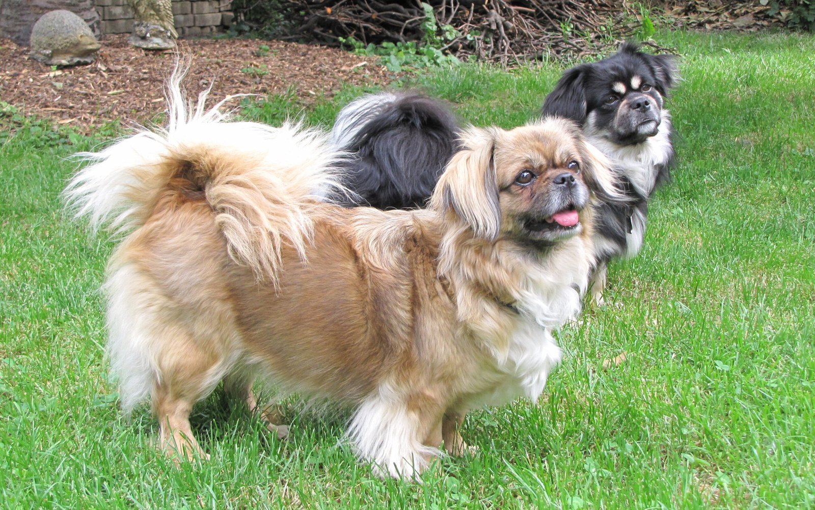 Tibetan Spaniel (image credits: wikimedia)