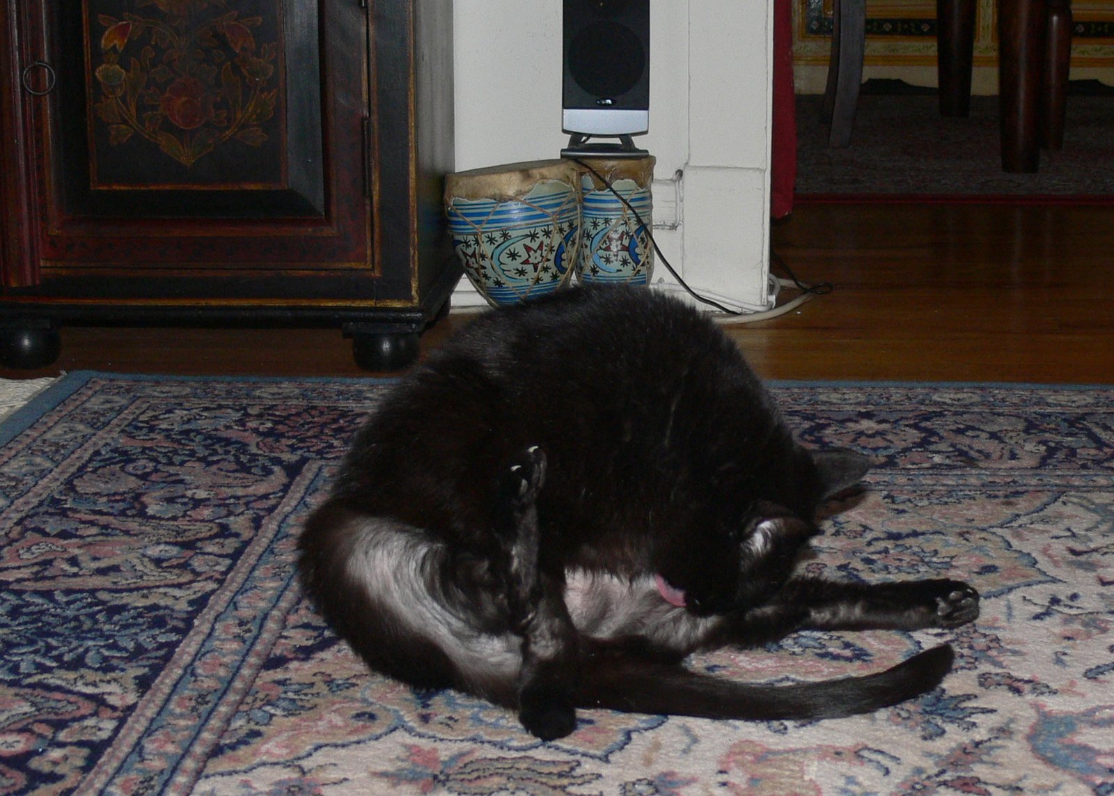 Over-Grooming or Neglecting Grooming (image credits: wikimedia)