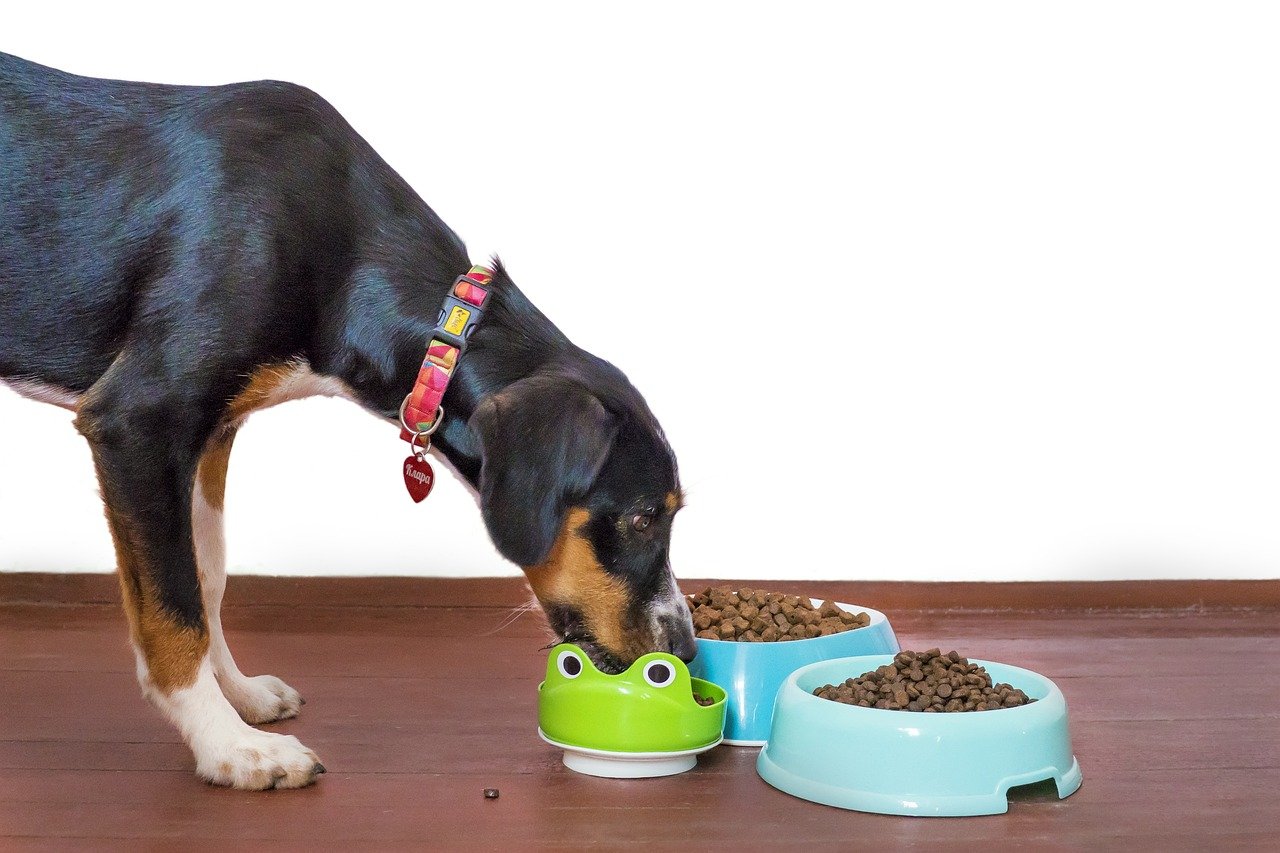 The Classic Kibble Diet (image credits: pixabay)
