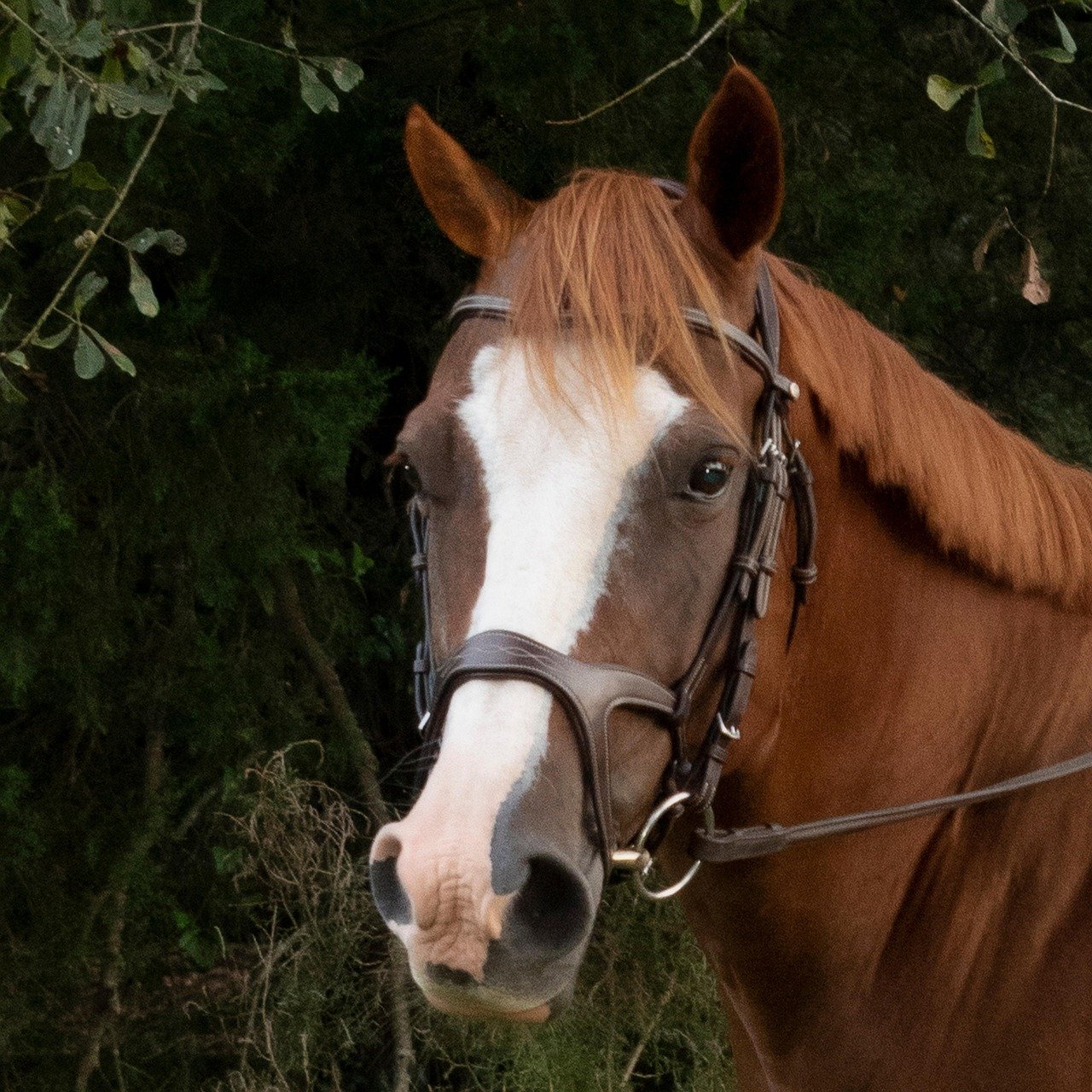 The Gentle Quarter Horse (image credits: pixabay)