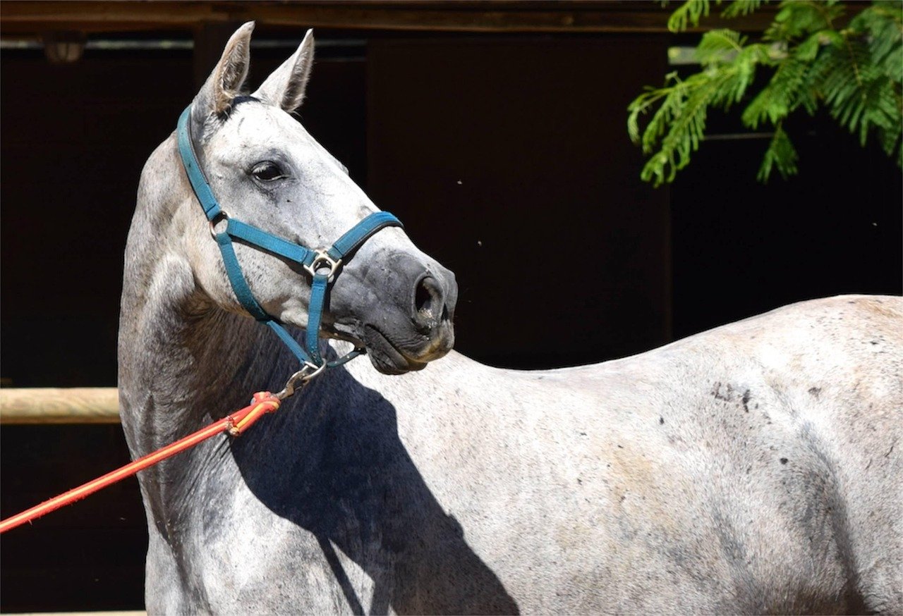 The Wise Andalusian (image credits: pixabay)